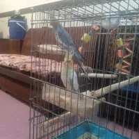 عروس هلندی لوتینو|پرنده|رزن, |دیوار