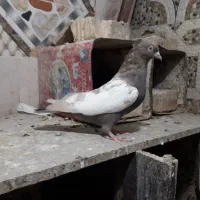 کفتر|پرنده|شیراز, کفترک|دیوار