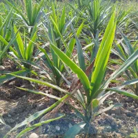 یوکا ریشه دار|گل و گیاه طبیعی|بابل, |دیوار