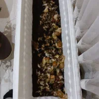 حلزون آچاتینا