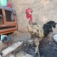 خروس،مرغ