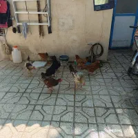 مرغ و خروس