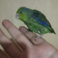 جوجه جفت پروتلت|پرنده|ری, شهادت|دیوار