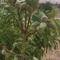 باغ ۱۷ جوی  قنوات