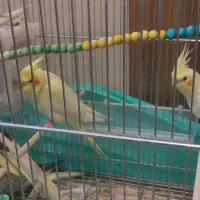 عروس هلندی|پرنده|فرخ‌شهر, |دیوار