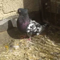 کبوتر بهبهانی|پرنده|زرین دشت (فارس), |دیوار