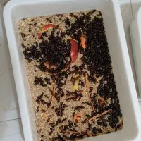 مولد میلورم