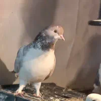 کفتر|پرنده|تهران, جوادیه|دیوار