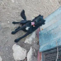 توله یساله|سگ|کیار, |دیوار