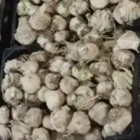 سیر|خوردنی و آشامیدنی|دزفول, |دیوار