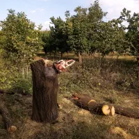 خرید چوب و درخت|خدمات باغبانی و درختکاری|نهاوند, |دیوار