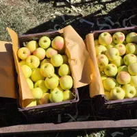 سیب گلدن و رد|عمدهفروشی|سمیرم, |دیوار