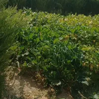 کارگر لوبیاچین