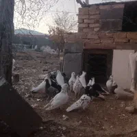 ۱۷تاکبوتر پرشی زدوخوردی