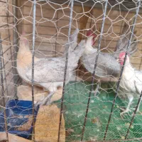 تخم نطفه دار براکل|حیوانات مزرعه|اصفهان, جاوان|دیوار