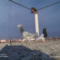 کفتر سارهفت رنگ