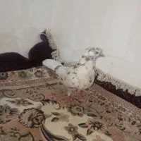 کبوتر گرگی به شرط پرش ماده گرگ