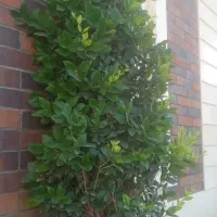 گل یاس هلندی  کاج لاوسن