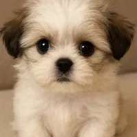 توله سگ شیتزو سوپر فلت ماده