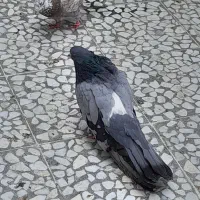 کبوتر سبز بلند نر