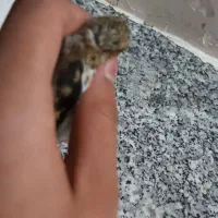 سهره نر و ماده زاغ