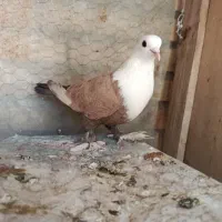 فروش