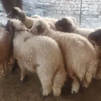 ده عدد بره شیری چاق پروار