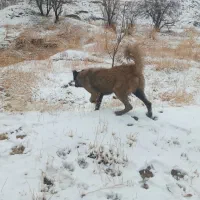 سلام یک عدد توله سرابی ماده هشت ملیون