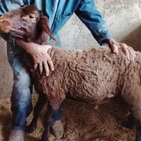 بره قوچی همو افشاری
