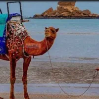 تور جزیره زیبای قشم.هنگام هرمز ، تور  کیش.