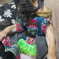 سگ پاگ ۶ ماهه