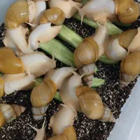 حلزون مولد تخم گذار