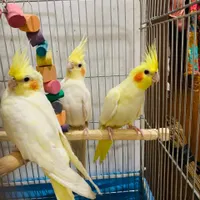 عروس هلندی یک جوفت و یک بچه ۶ ماه با قفس|پرنده|سراوان, |دیوار