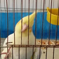 عروس هلندی|پرنده|شیراز, شاپورجان|دیوار
