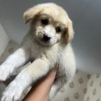 سایز ریز عروسکی|سگ|خرمشهر, |دیوار