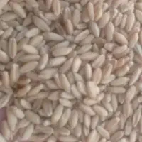 گندم بزری رقم کوهدشت