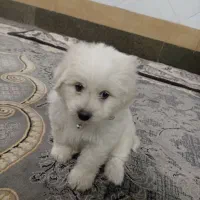 پاپی شیتزوکراس