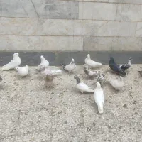 تعداد سی تا کبوتر تهرانی|پرنده|اسلامشهر, شهرک مفیدی|دیوار