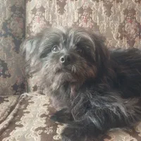 واگذاری سگ فوری