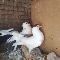 جفت جوانه کبوتر چپ سرخ و خال سر