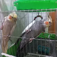 عروس هلندی جفت نرو ماده|پرنده|اصفهان, قهاب جنوبی|دیوار