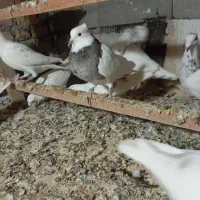 کبوتر طوقی ،دورگ سفید ،کوهی|پرنده|آشخانه, |دیوار