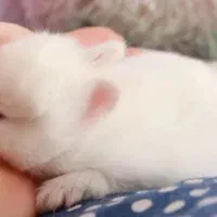 خرگوش لوپ فنجونی|موش و خرگوش|صوفیان, |دیوار