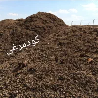 کودمرغی