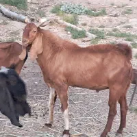 فروش نربز پاکستانی