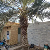 نخل برحی|گل و گیاه طبیعی|هندیجان, |دیوار