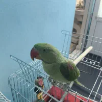 شاه طوطی