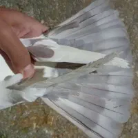 سه تا دمبی|پرنده|جهرم, |دیوار