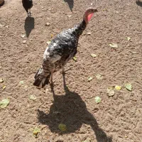 تعویض بوقلمون نرباماده|حیوانات مزرعه|مشهد, بهارستان|دیوار