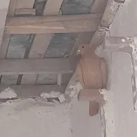 کفتر